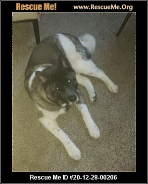 - Colorado Akita Rescue - ADOPTIONS - Rescue Me!