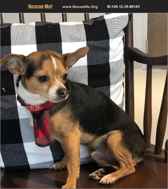 ADOPT 20122900145 Chihuahua Rescue Dalton, GA