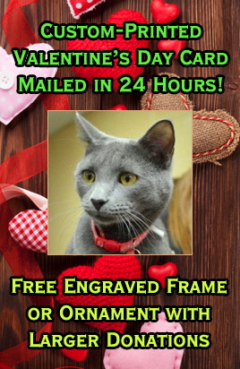 California Russian Blue Rescue Adoptions Me Russian Blue Rescue California Animal