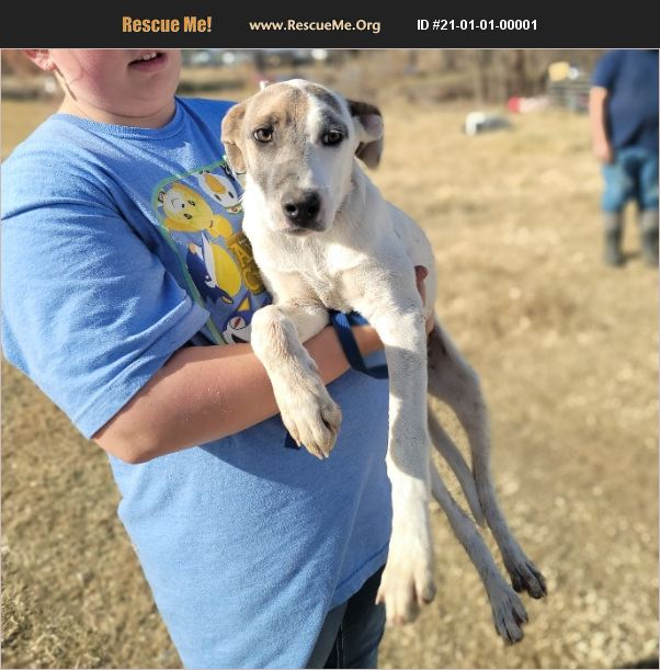 ADOPT 21010100001 Greyhound Rescue Seattle, WA