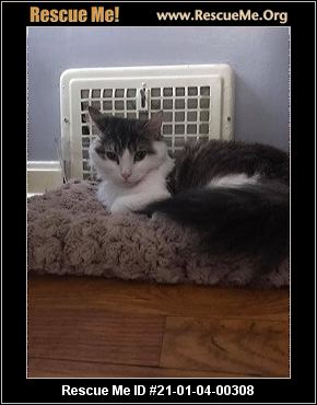 CAT RESCUE CAMBRIDGE OHIO visual data 2