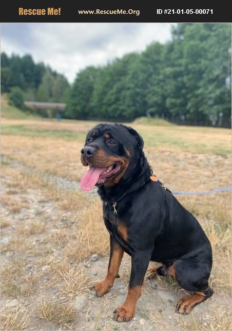 rescue tales rottweiler