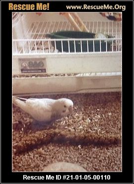 New Jersey Pet Bird Rescue Adoptions Rescue Me