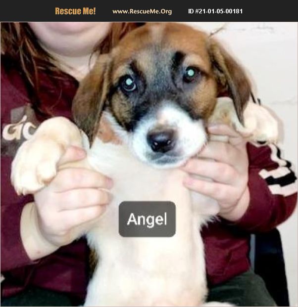 ADOPT 21010500181 Border Collie Rescue Suffolk County, NY