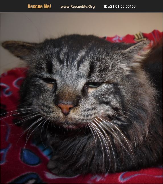 ADOPT 21010600153 Norwegian Forest Cat Rescue New Castle, IN