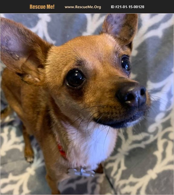 Adopt 21011500128 ~ Chihuahua Rescue ~ Phoenix Az