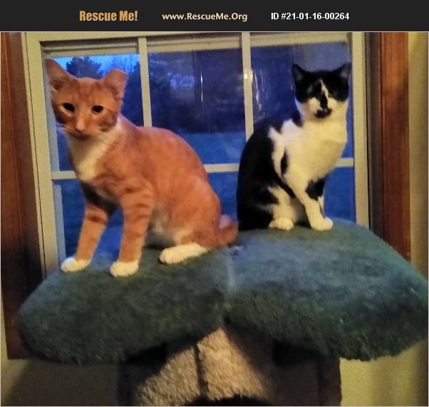 ADOPT 21011600264 Domestic Cat Rescue Ashland, VA