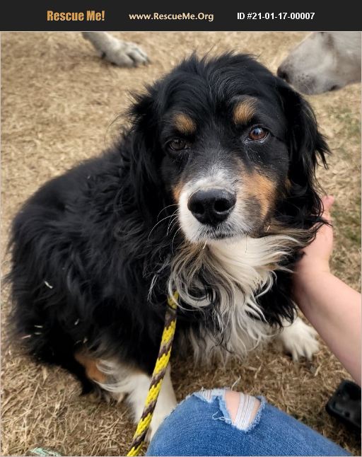 ADOPT 21011700007 Cocker Spaniel Rescue Seattle, WA
