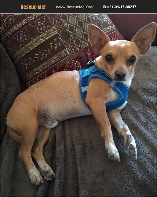 ADOPT 21011700217 ~ Fox Terrier Rescue ~ Glendale, AZ