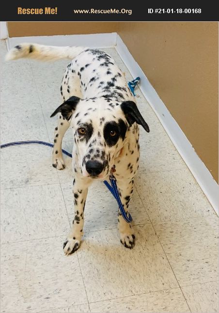 rescue tales adoptable pet dalmatian