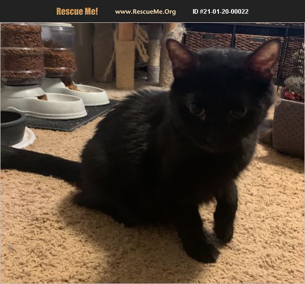 ADOPT 21012000022 Domestic Cat Rescue Queen Creek, AZ