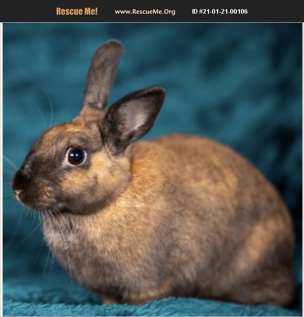 ADOPT 21012100106 Rabbit Rescue Fort Lauderdale, FL