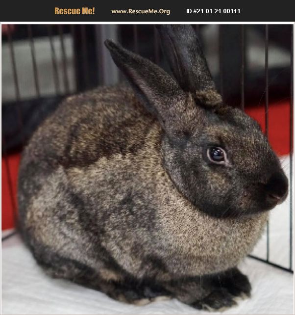 ADOPT 21012100111 Rabbit Rescue Fort Lauderdale, FL