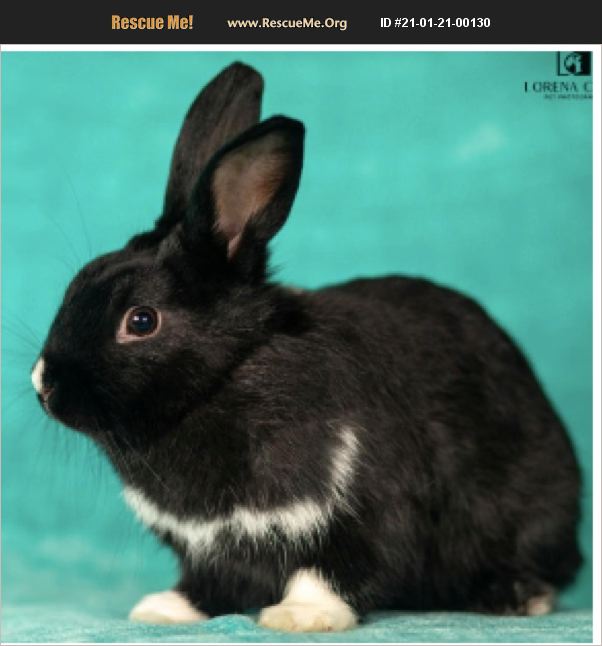 ADOPT 21012100130 Rabbit Rescue Fort Lauderdale, FL