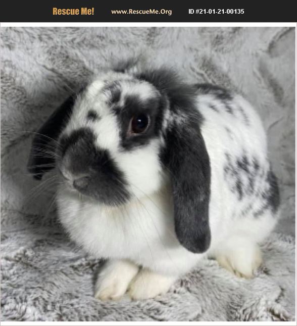 ADOPT 21012100135 Rabbit Rescue Fort Lauderdale, FL