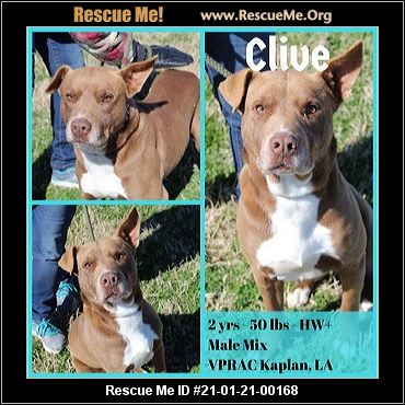 louisiana dog rescue adoptions rescue me