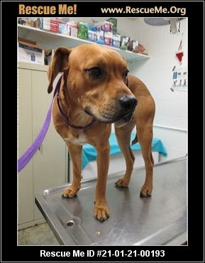 - Florida Black Mouth Cur Rescue - ADOPTIONS - Rescue Me!