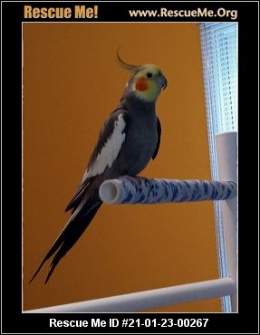 - North Carolina Pet Bird Rescue - ADOPTIONS - Rescue Me!