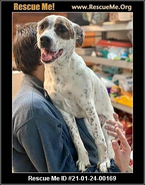 Featured image of post For Belle's Sake Animal Rescue