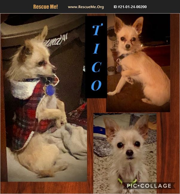 ADOPT 21012400200 Chihuahua Rescue Lake Havasu City, AZ