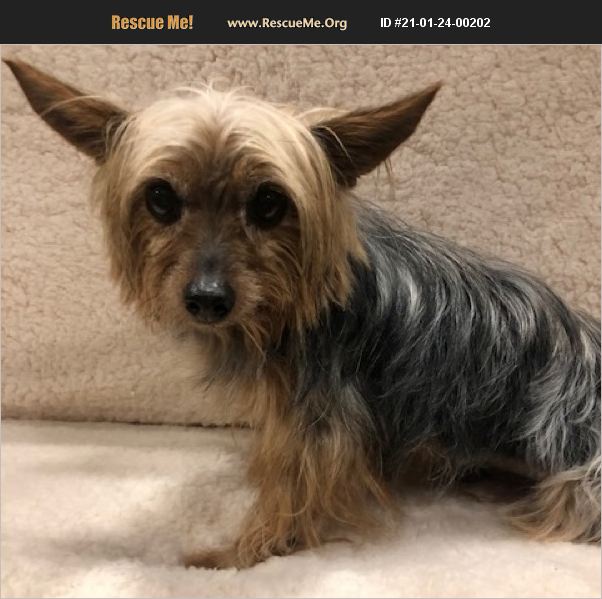 ADOPT 21012400202 Yorkie Rescue Dallas TX