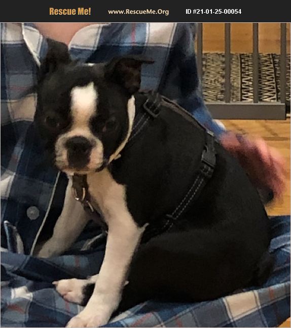 ADOPT 21012500054 Boston Terrier Rescue Annandale, VA