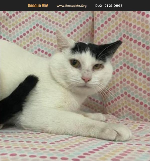 ADOPT 21012600062 Domestic Cat Rescue Lyndhurst, VA