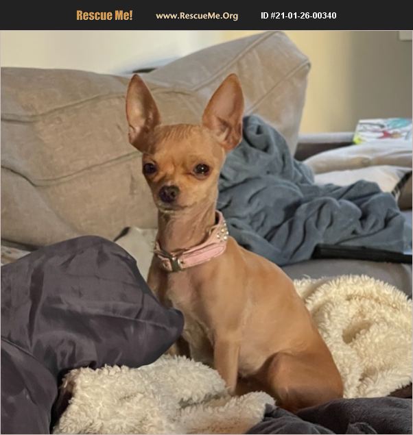ADOPT 21012600340 Chihuahua Rescue Nampa, ID