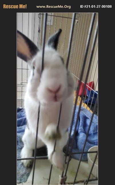 Adopt 21012700108 ~ Rabbit Rescue ~ Daytona Beach Fl