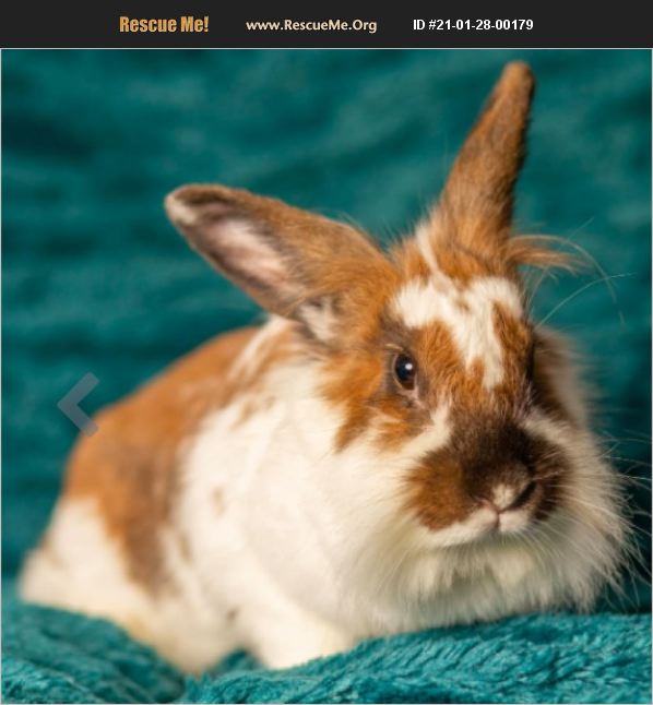 ADOPT 21012800179 Rabbit Rescue Fort Lauderdale, FL