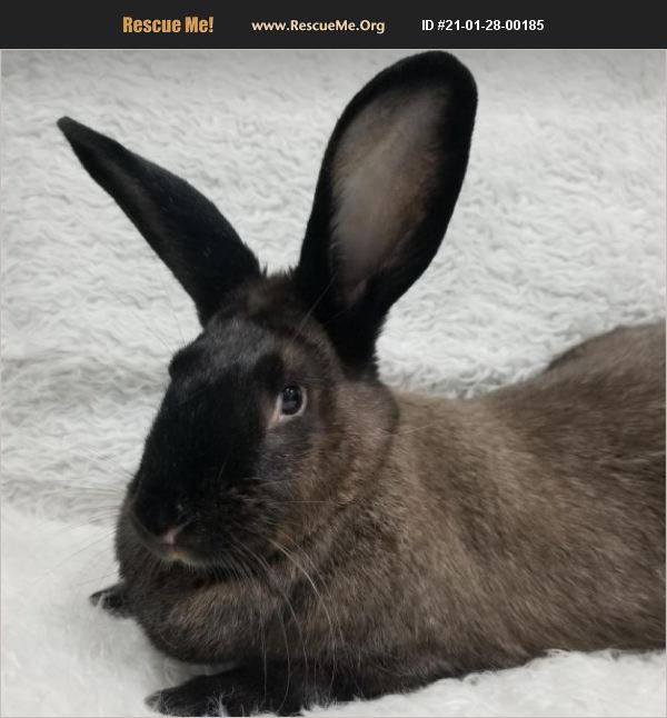ADOPT 21012800185 Rabbit Rescue Fort Lauderdale, FL