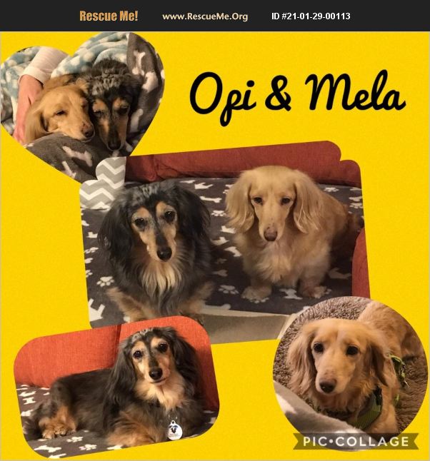 ADOPT 21012900113 Dachshund Rescue Colorado