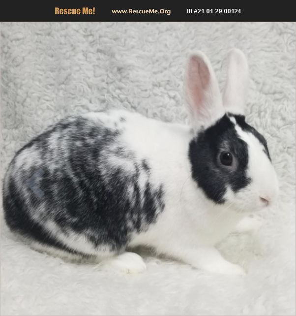 ADOPT 21012900124 Rabbit Rescue Fort Lauderdale, FL