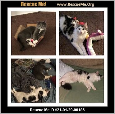 CAT RESCUE CAMBRIDGE OHIO intelligence overview