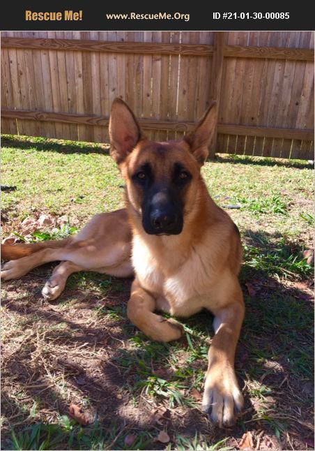 ADOPT 21013000085 ~ German Shepherd Rescue ~ San Antonio, TX