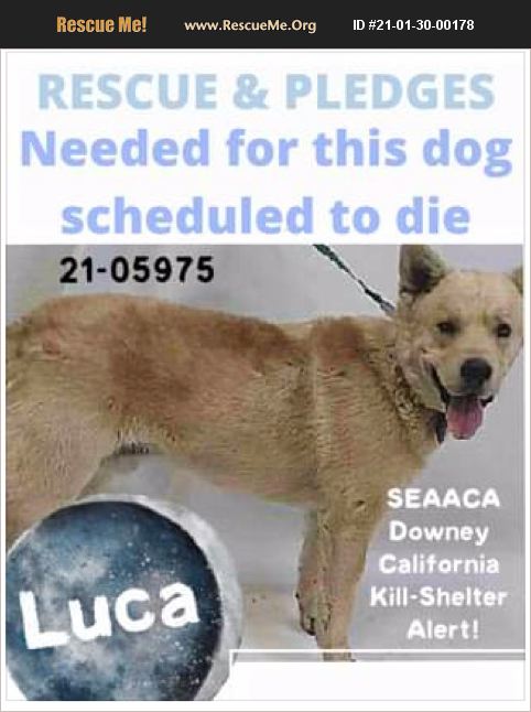 Adopt 21013000178 ~ Siberian Husky Rescue ~ Downey Ca