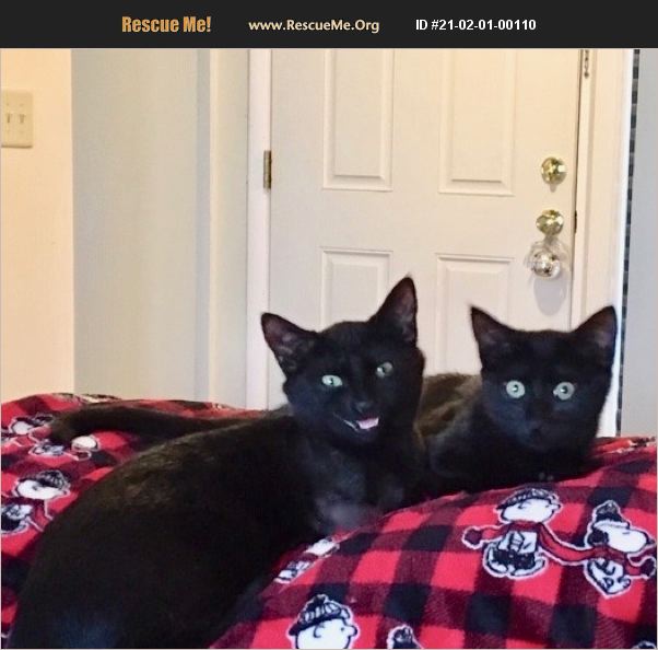 ADOPT 21020100110 Domestic Cat Rescue Long Beach Township, NJ