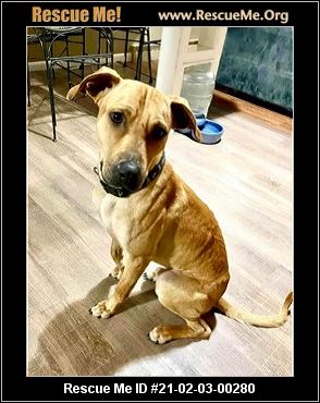 - Wisconsin Black Mouth Cur Rescue - ADOPTIONS - Rescue Me!