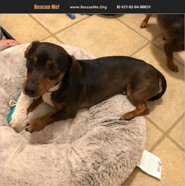 ADOPT 21020400031 Dachshund Rescue Suffolk (City), VA