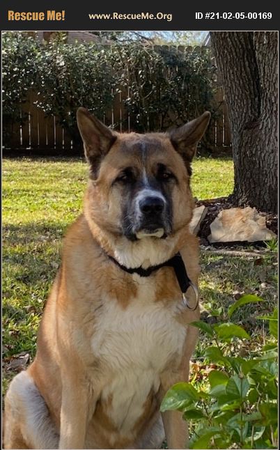 ADOPT 21020500169 ~ Akita Rescue ~ Houston, TX