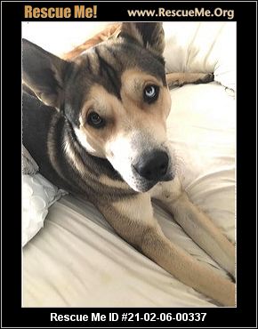 - Mississippi Pit Bull Rescue - ADOPTIONS - Rescue Me!