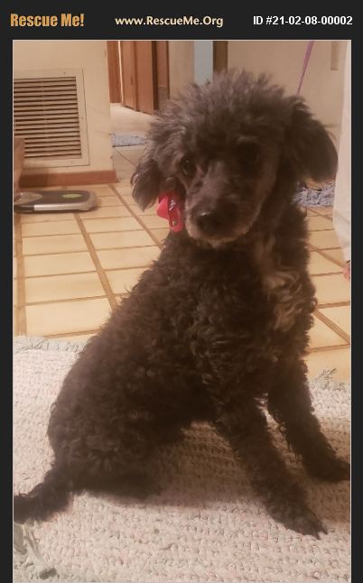 ADOPT 21020800002 ~ Poodle Rescue ~ Phoenix, AZ