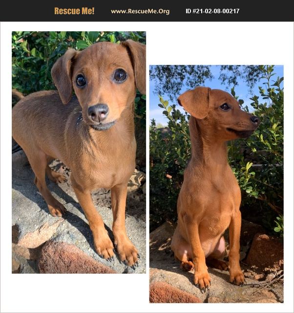 ADOPT 21020800217 Miniature Pinscher Rescue Temecula, CA