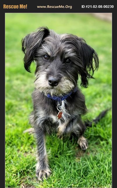 Adopt 21020800230 ~ Schnauzer Rescue ~ Encino, Ca