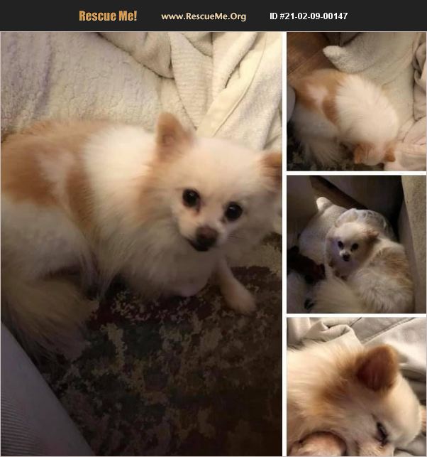 teddy bear pomeranian rescue