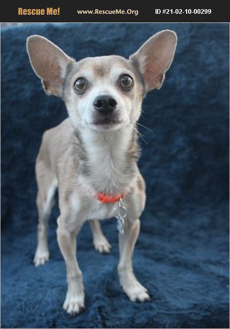 Adopt 21021000299 ~ Chihuahua Rescue ~ Phoenix Az