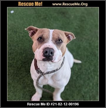 Arizona Bulldog Rescue Adoptions Rescue Me