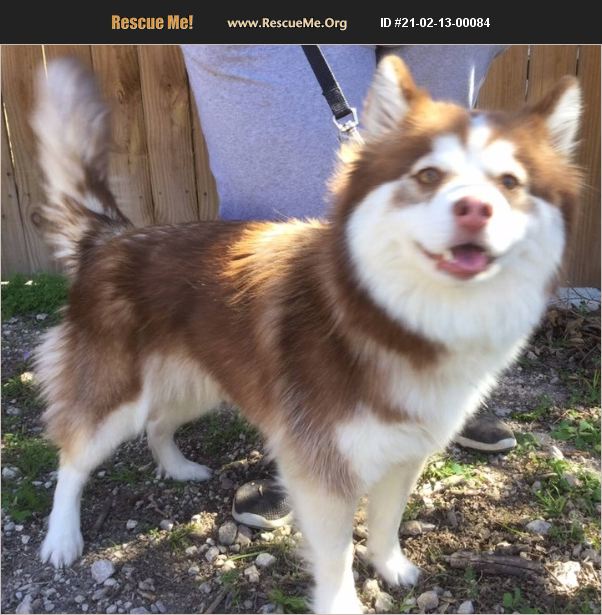 ADOPT 21021300084 Siberian Husky Rescue Portland, OR