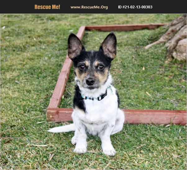 ADOPT 21021300303 Fox Terrier Rescue Yorba Linda, CA
