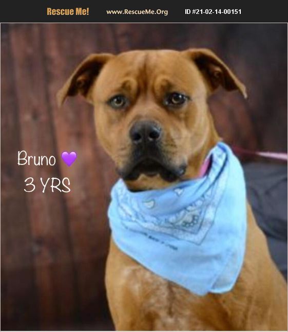 ADOPT 21021400151 Rhodesian Ridgeback Rescue North Carolina